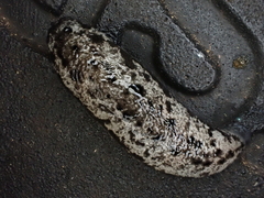 Megapallifera mutabilis