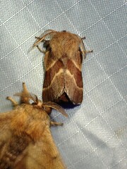 Malacosoma californica