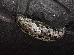 Megapallifera mutabilis