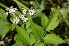 Osmorhiza longistylis