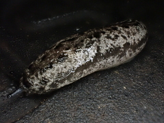 Megapallifera mutabilis