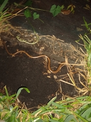 Ophisaurus ventralis