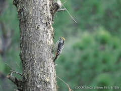 Dendrocoptes auriceps