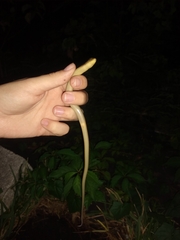 Ophisaurus ventralis