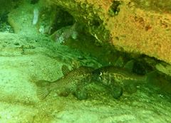 Vincentia conspersa