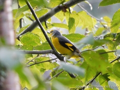 Pericrocotus ethologus