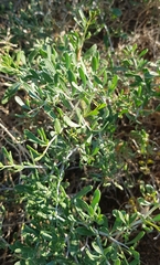 Nitraria sibirica