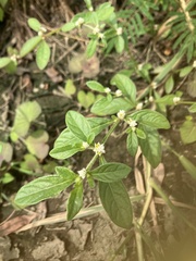 Alternanthera ficoidea