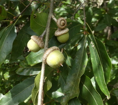 Quercus × heterophylla