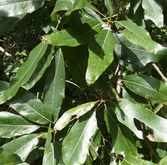 Quercus × heterophylla