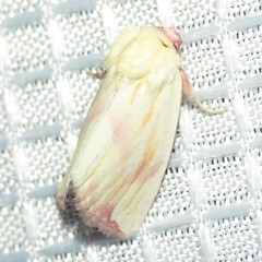 Thurberiphaga diffusa