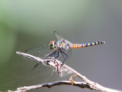 Brachydiplax denticauda