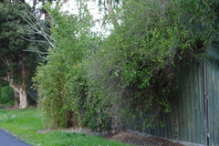Lycianthes rantonnetii