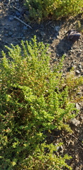 Halogeton arachnoides