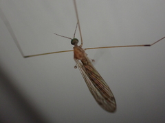 Limoniidae