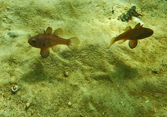 Vincentia conspersa