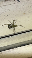 Mangora