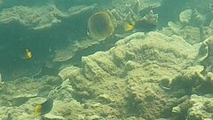 Chaetodon aureofasciatus