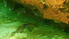 Vincentia conspersa