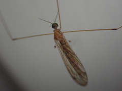 Limoniidae