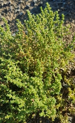 Halogeton arachnoides
