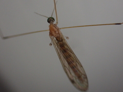 Limoniidae