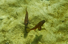 Vincentia conspersa