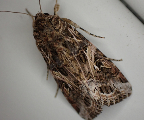 Yellow-striped Armyworm Moth photo 5