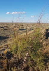 Tamarix gracilis