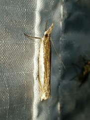 Crambus leachellus