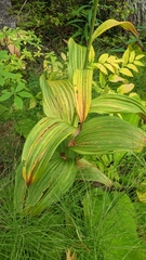 Veratrum viride
