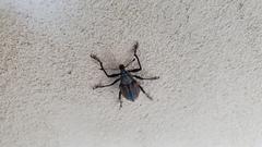 Diaprepes abbreviatus