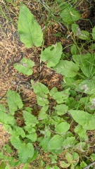 Arnica cordifolia
