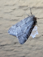 Alsophila pometaria