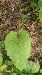 Arnica cordifolia