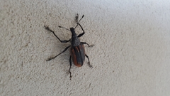 Diaprepes abbreviatus