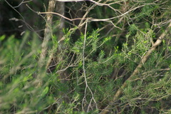 Melaleuca ericifolia