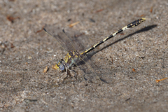 Progomphus borealis