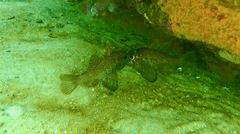 Vincentia conspersa