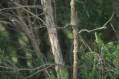 Melaleuca ericifolia