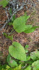 Arnica cordifolia