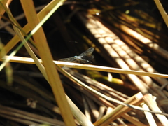 Micrathyria aequalis