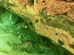 Vincentia conspersa