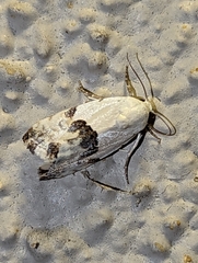 Ponometia candefacta