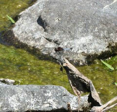 Erythrodiplax basifusca