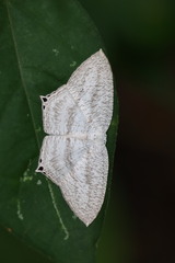 Acropteris ciniferaria