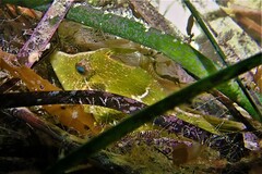 Scobinichthys granulatus