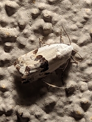 Ponometia candefacta