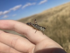 Melanoplus dawsoni