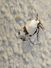 Ponometia candefacta